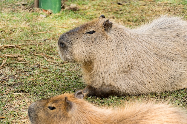 Capybara, ou Capivara como é conhecida no Brazil, in einem Biopark.