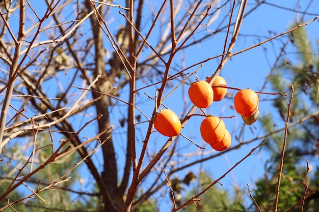 caqui árbol primavera corea