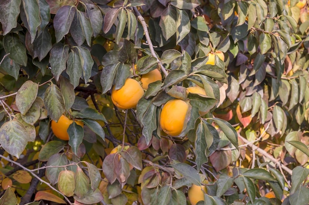 Caqui de amadurecimento agrícola pendurado em galhos fechados em um dia ensolarado de outono nas montanhas