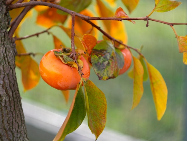 Foto caqui fruta madura diospyros en un árbol a finales de otoño en grecia