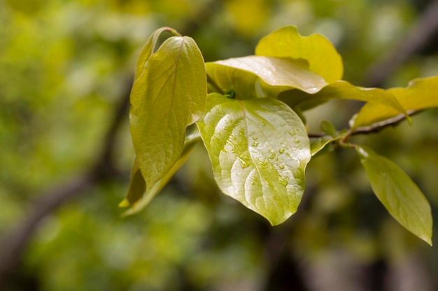 Caqui japonés Ebenaceae árbol frutal de hoja caduca primavera