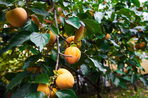 Caqui laranja maduro em galho de árvore de caqui com folhas verdes. estação de colheita de outono