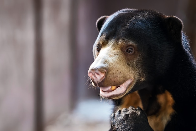 Foto cara al oso del sol (helarctos malayanus)