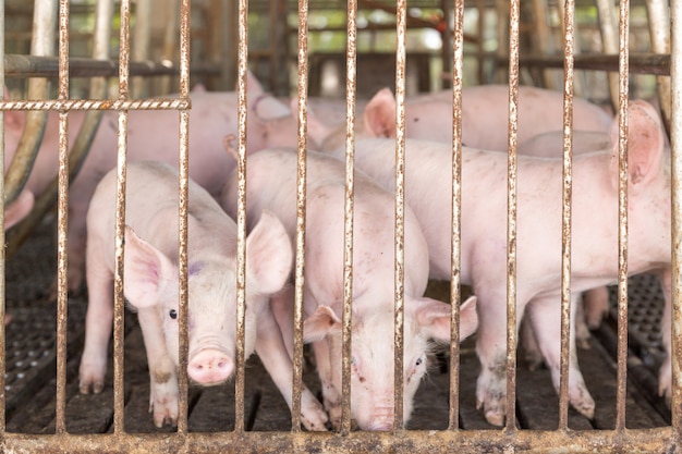 Foto cara alcancía en jaula de hierro en granja agrícola