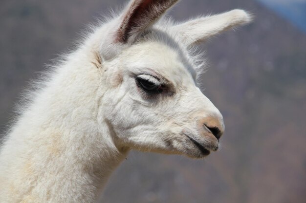 Cara de una alpaca blanca en Machu Picchu Perú