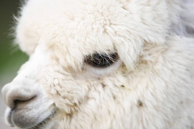 Foto la cara de la alpaca blanca