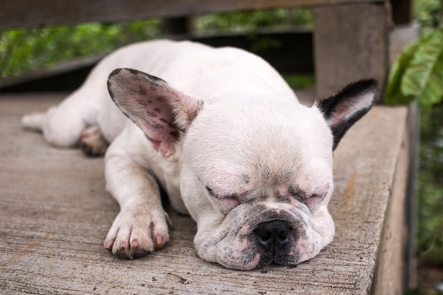 Cara blanca bulldog francés durmiendo en el piso