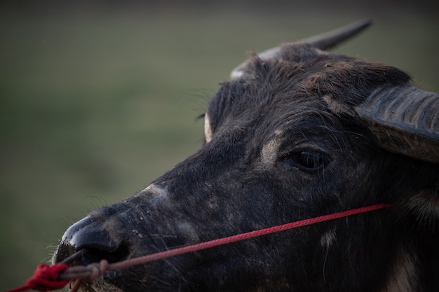 La cara de un búfalo. Enfoque selectivo