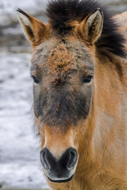 Cara de caballo de Przewalski (Equus ferus przewalskii)