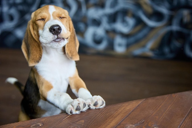 Cara contenta de un cachorro beagle masticando algo muy sabroso de pie con sus patas delanteras sobre una mesa de madera oscura