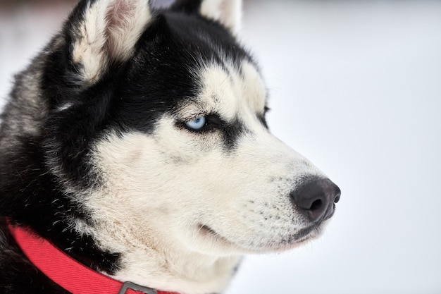 Cara de cão de trenó Husky, fundo de inverno