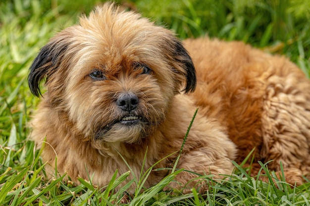 Cara de cão doméstico animal com foco seletivo