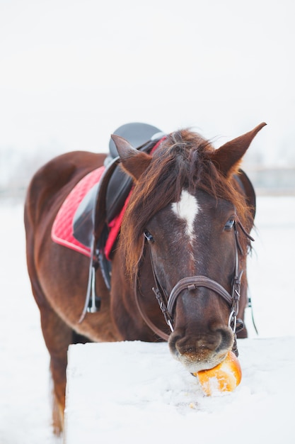 Cara de cavalo engraçado em um dia ensolarado de primavera