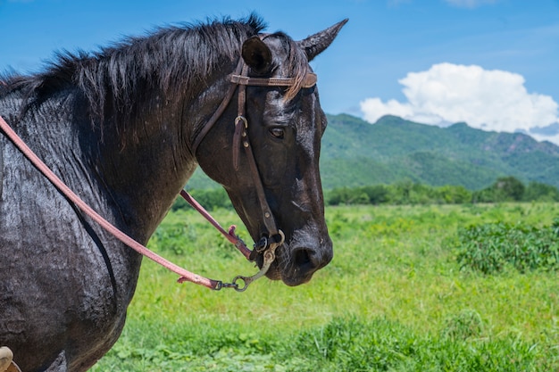 cara de cavalo preto