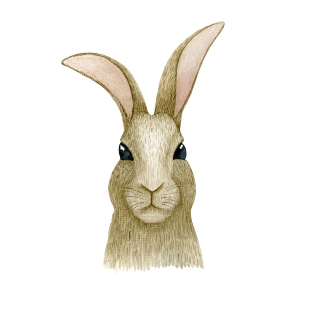 Cara de coelho aquarela