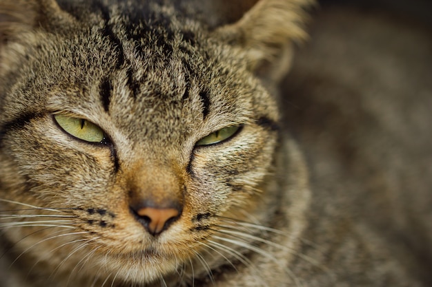 Cara de gato cinza está com sono.