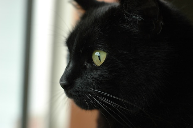 Cara de gato preto estrelando fora