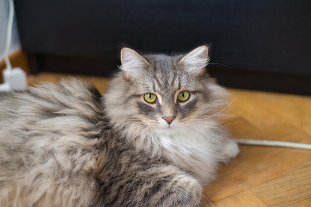 Foto cara de gato siberiano pequeno. filhote de gato, gato hipoalergênico. gato de pelo longo.