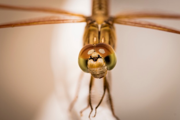 Cara de libélula - tiro macro