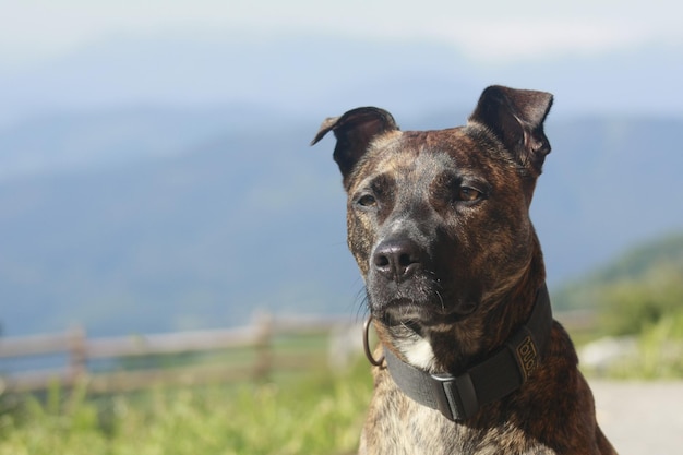 Cara de perro barreado en primer plano, raza villano de carranza o de las encartaciones, Pais Vasco