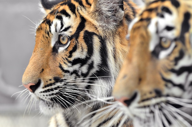 Cara de tigre de bengala