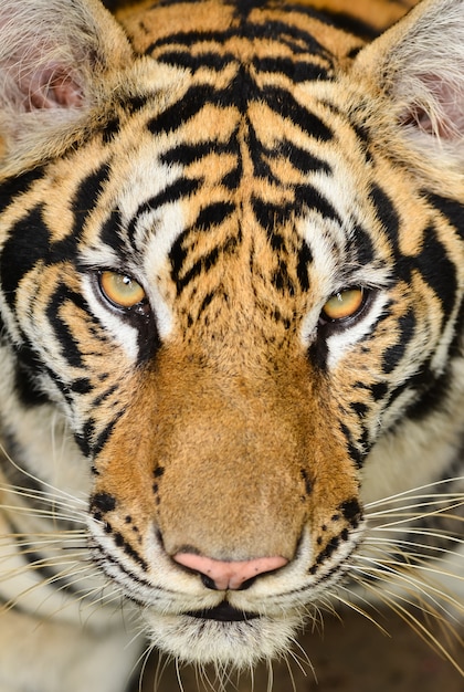 Foto cara de tigre