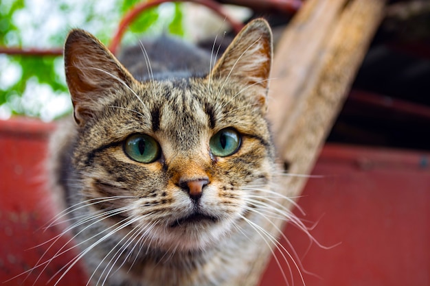 Cara de um gato de rua na escada no fundo do abrigo