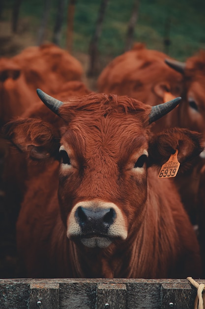 Cara de vaca bonito