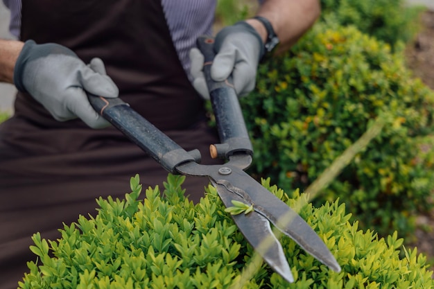 Cara estiloso podando arbustos verdes com tesoura no jardim