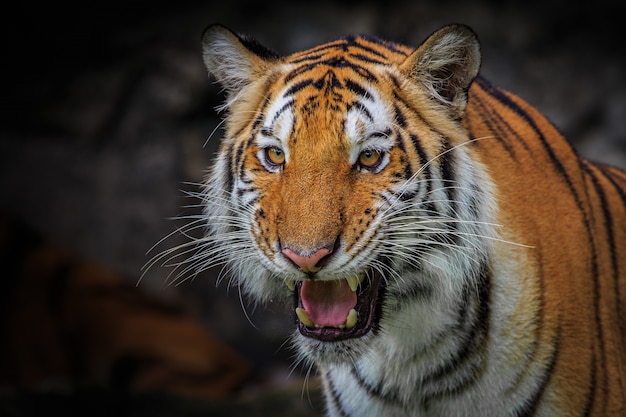 cara feroz de um tigre da Indochina