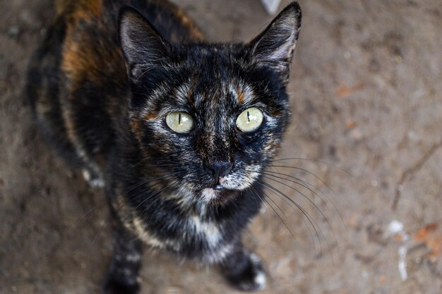 Cara de gato adulto de cerca negro con color naranja