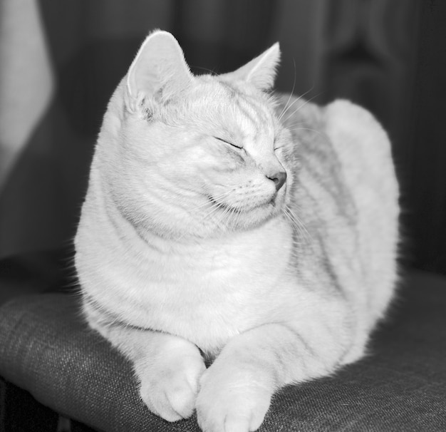 Cara de gato en blanco y negro