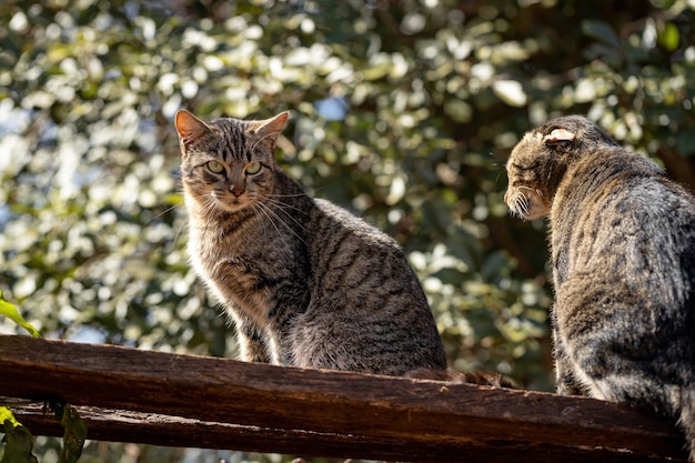 Cara de gato doméstico en primer plano con enfoque selectivo