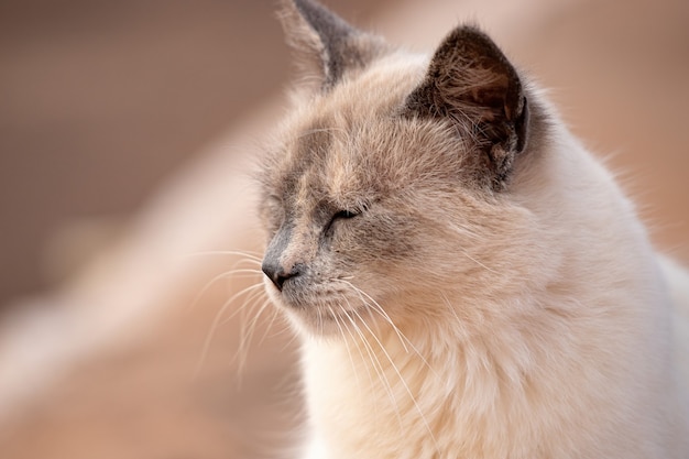 Cara de gato doméstico en primer plano con enfoque selectivo