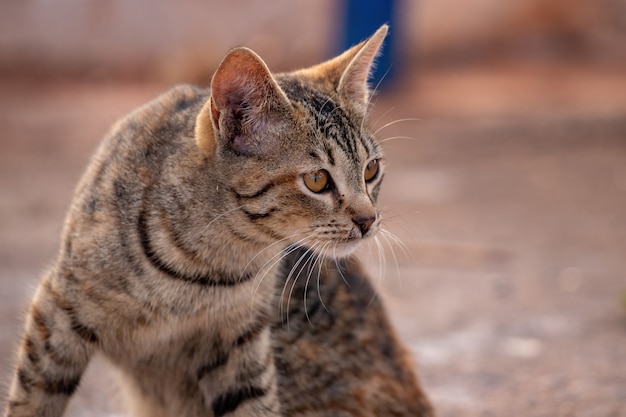 Cara de gato doméstico en primer plano con enfoque selectivo