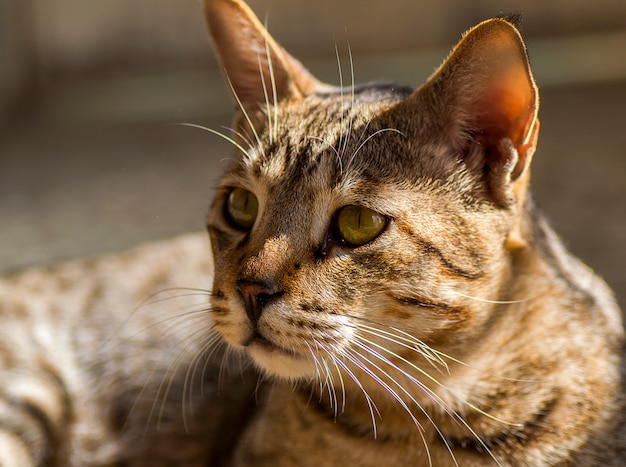 cara de gato doméstico