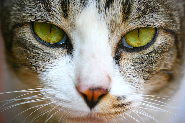 Cara de gato de pelo corto