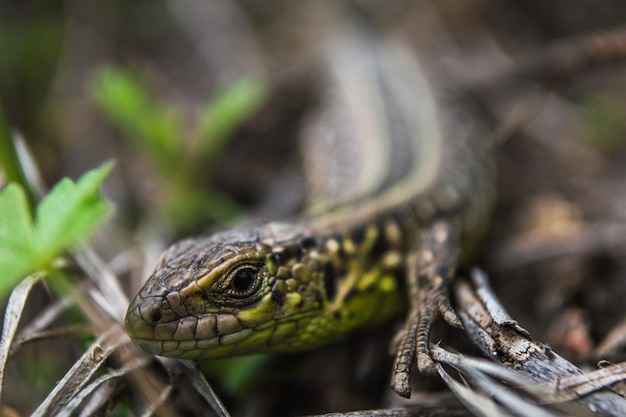 Cara de lagarto verde con ojo en macro Lagarto en primer plano salvaje Concepto de mundo macro