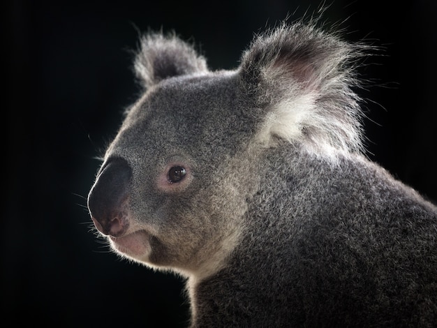 Cara lateral de un koala en negro