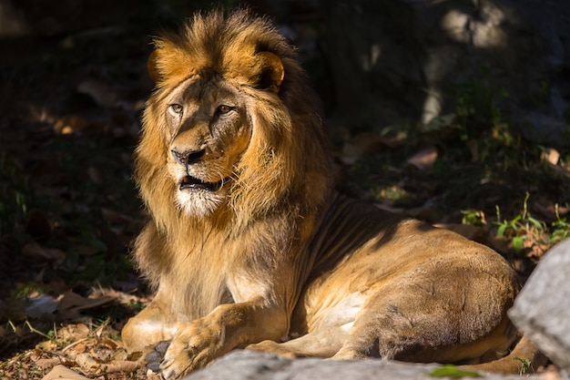 Cara de león en el bosque.