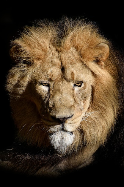 La cara de un león se muestra en esta imagen de primer plano.