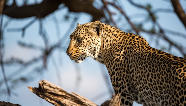 La cara de un leopardo muy hermoso.