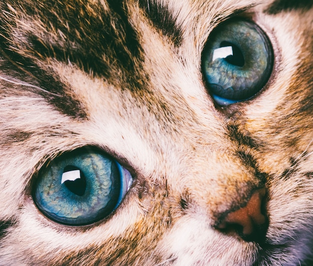 Cara linda del gato de la fotografía macra con el primer de los ojos azules