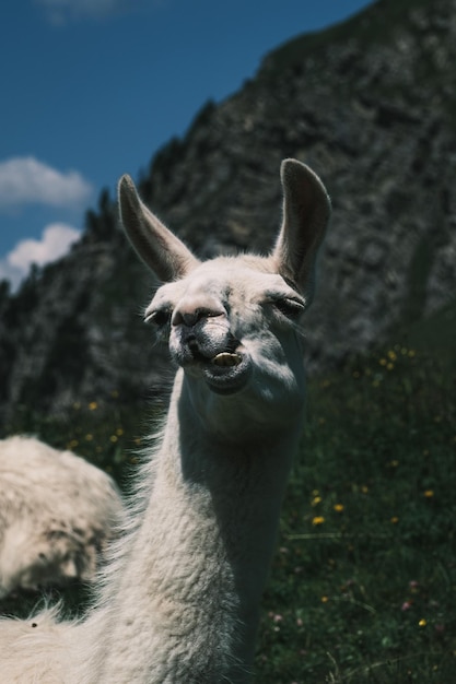 Cara de llama