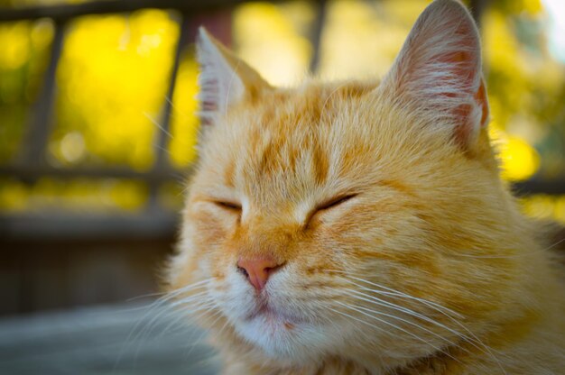 Cara macro de gato rojo con bokeh