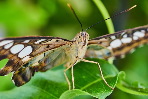 Cara de mariposa marrón Clipper en detalle