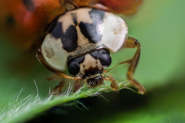 Cara de mariquita con ojos negros en macro Foto super macro de insectos y bichos Mariquita en hoja verde