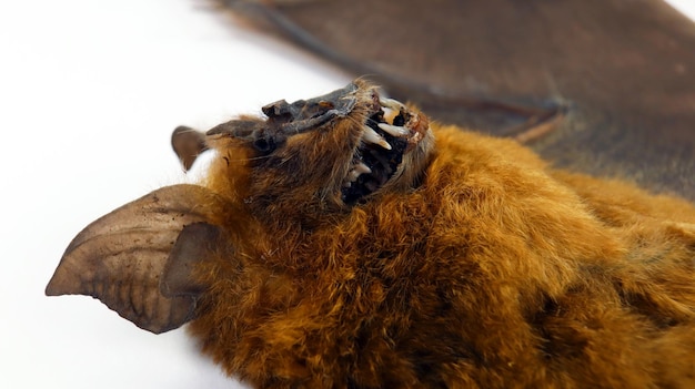 Cara de murciélago con colmillos de cerca macro, Hipposideros larvatus, horror, taxidermia