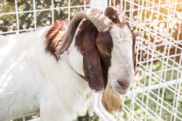 cara pacífica do animal de estimação da cabra na gaiola