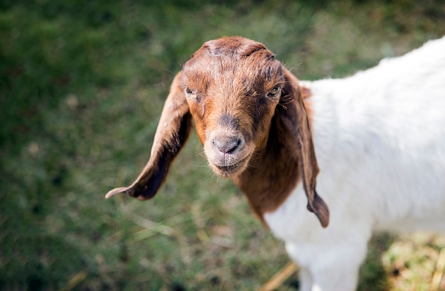 Cara pacífica de la mascota de cabra en jaula
